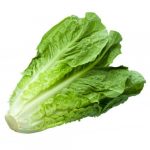 LECHUGA ROMANA OLM