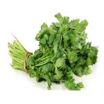 CILANTRO